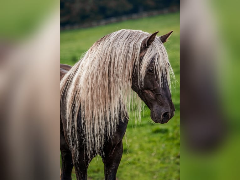 Rocky Mountain Horse Hengst 1 Jaar Zwart in Saint-Laurent-de-Cerdans