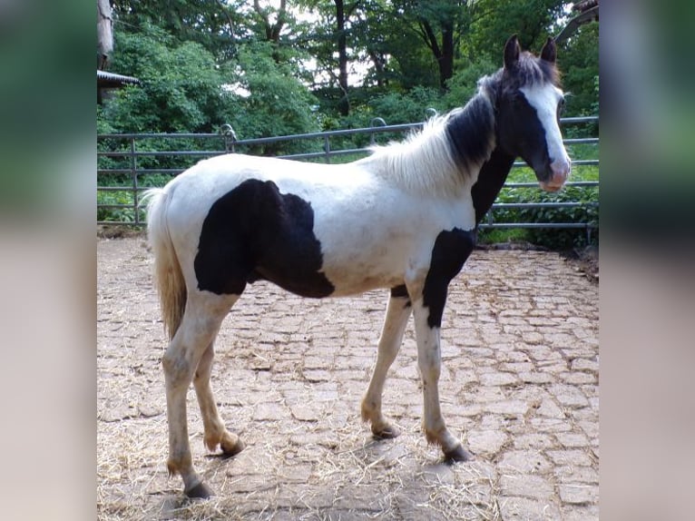Rocky Mountain Horse Mix Hengst 1 Jahr 148 cm Schecke in Arnbruck