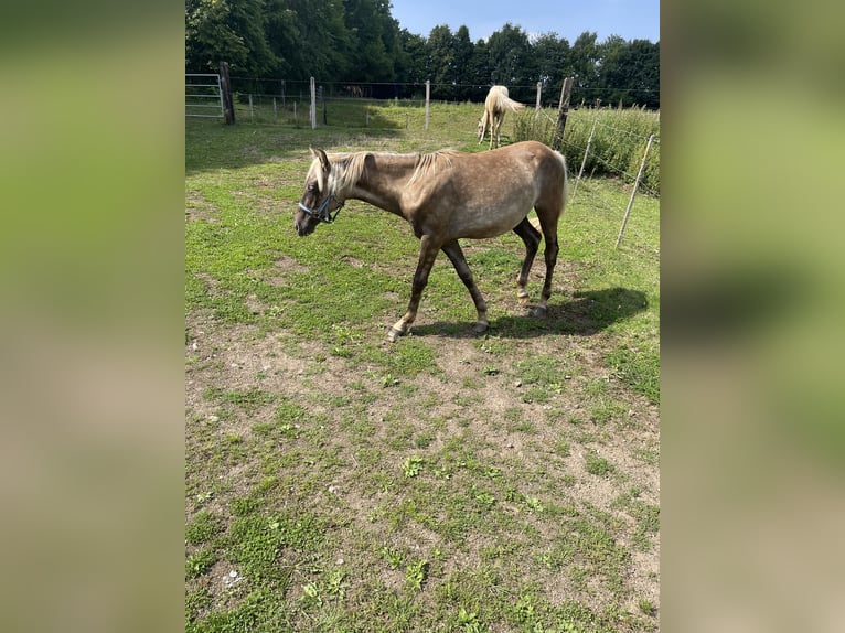 Rocky Mountain Horse Hengst 1 Jahr 150 cm in Steffeln
