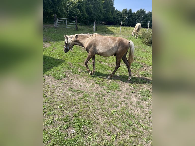 Rocky Mountain Horse Hengst 1 Jahr 150 cm in Steffeln