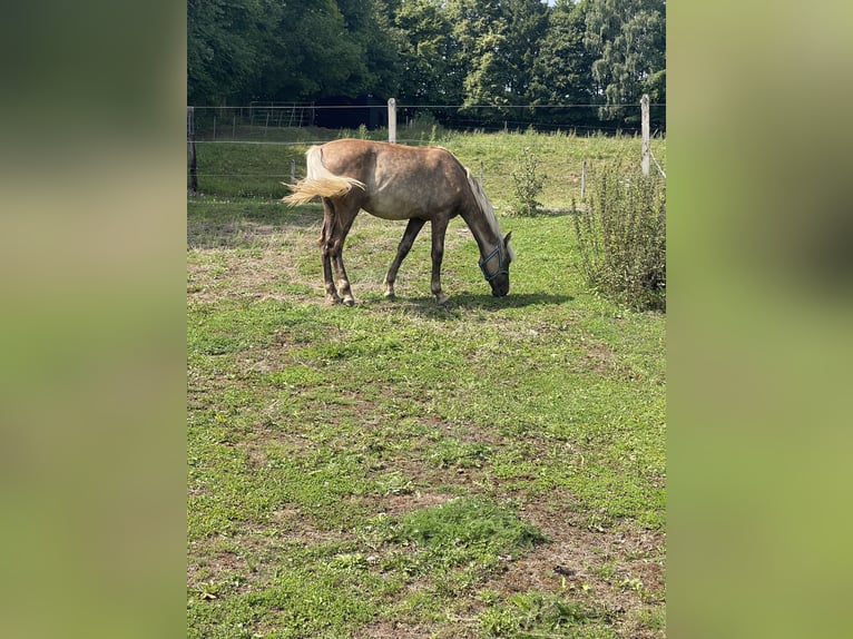 Rocky Mountain Horse Hengst 1 Jahr 150 cm in Steffeln
