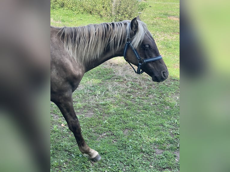 Rocky Mountain Horse Hengst 1 Jahr 150 cm in Steffeln