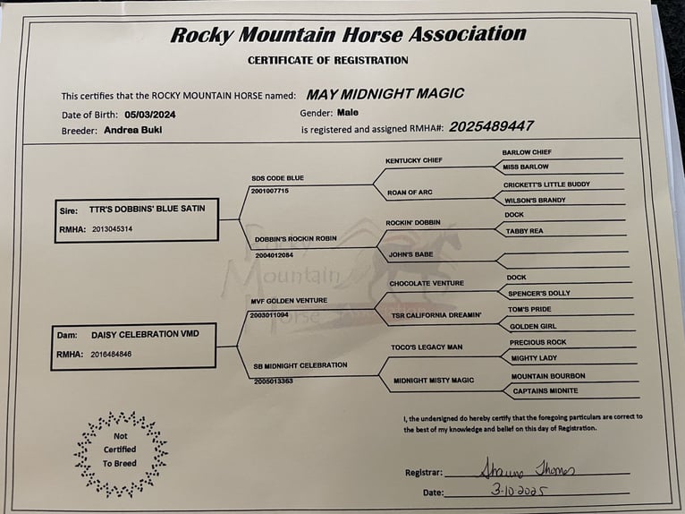 Rocky Mountain Horse Hengst 1 Jahr 150 cm Rappe in BOR&#xC5;S