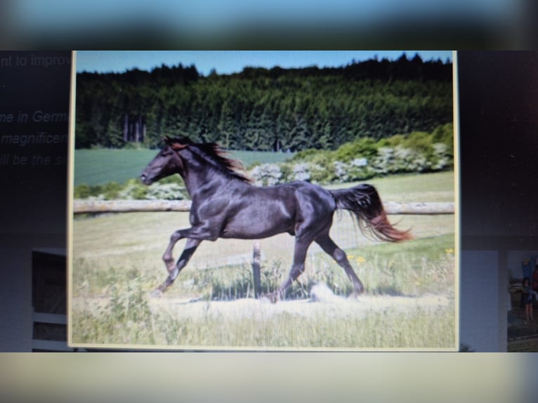 Rocky Mountain Horse Hengst 1 Jahr 154 cm Roan-Bay in Petersberg