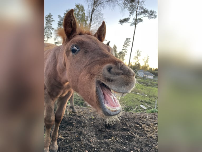 Rocky Mountain Horse Hengst 1 Jahr 155 cm Roan-Red in Bor&#xE5;s