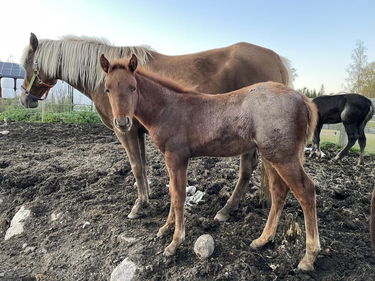 Rocky Mountain Horse Hengst 1 Jahr 155 cm Roan-Red in Bor&#xE5;s
