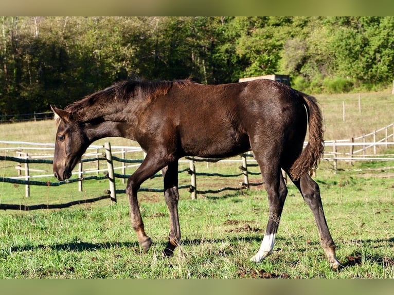 Rocky Mountain Horse Hengst 1 Jahr Rappe in Saint-Laurent-de-Cerdans