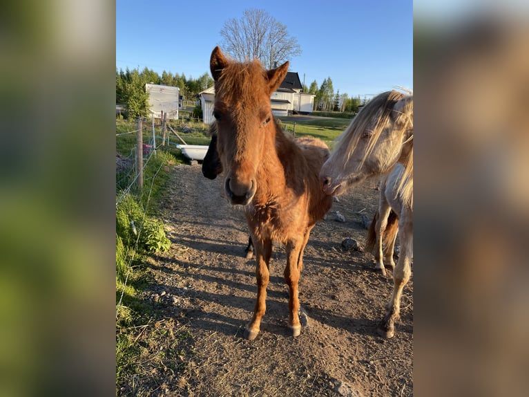 Rocky Mountain Horse Hengst 2 Jaar 155 cm Roan-Red in Borås