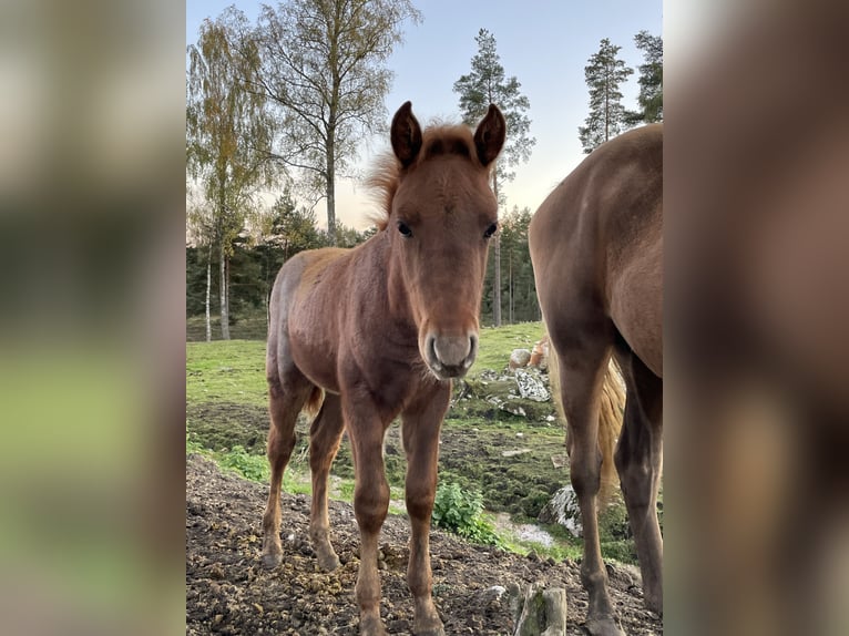Rocky Mountain Horse Hengst 2 Jaar 155 cm Roan-Red in Borås
