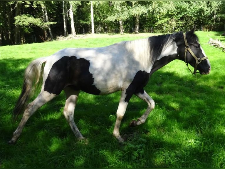 Rocky Mountain Horse Mix Hengst 2 Jahre 148 cm Schecke in Arnbruck