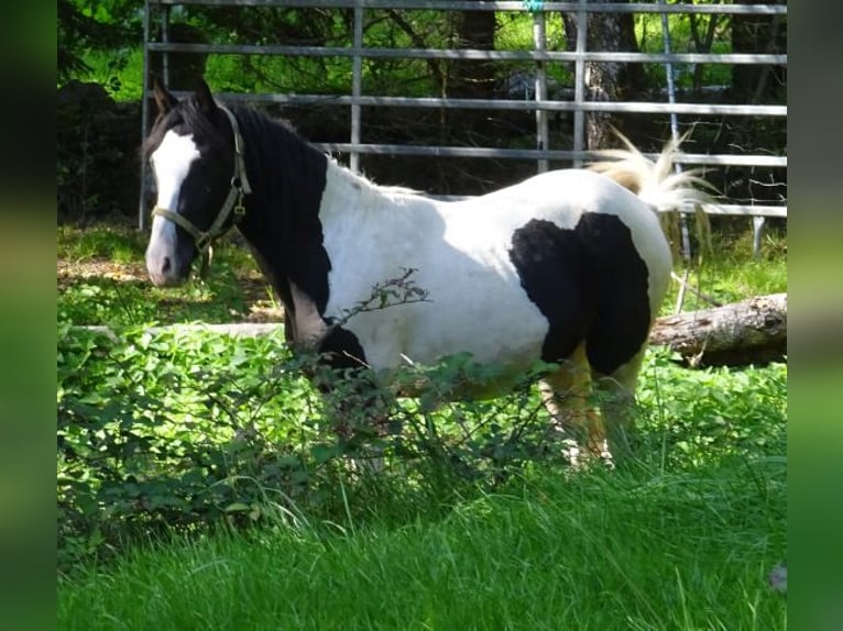 Rocky Mountain Horse Mix Hengst 2 Jahre 148 cm Schecke in Arnbruck
