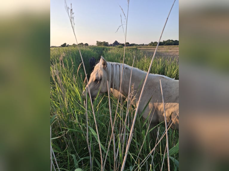 Rocky Mountain Horse Hengst 2 Jahre 160 cm Palomino in Alkmaar
