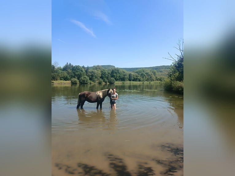 Rocky Mountain Horse Hengst 3 Jaar 140 cm in Erlabrunn