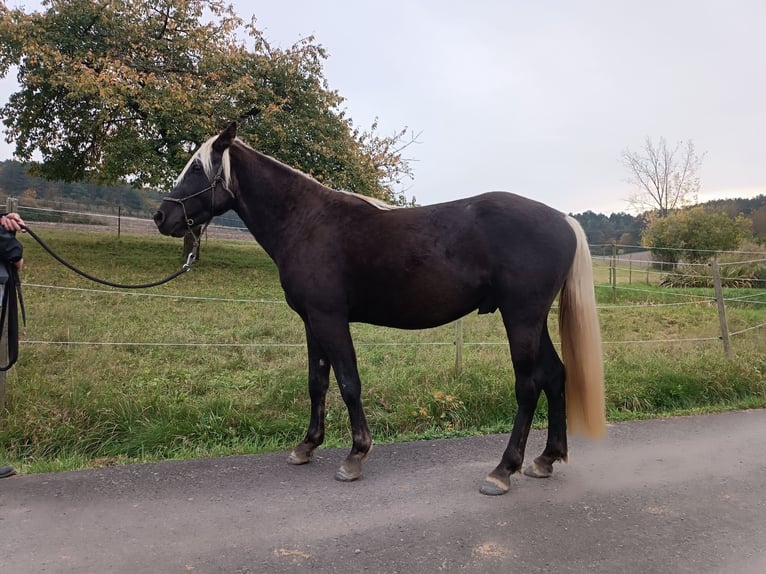 Rocky Mountain Horse Hengst 3 Jaar 140 cm in Erlabrunn