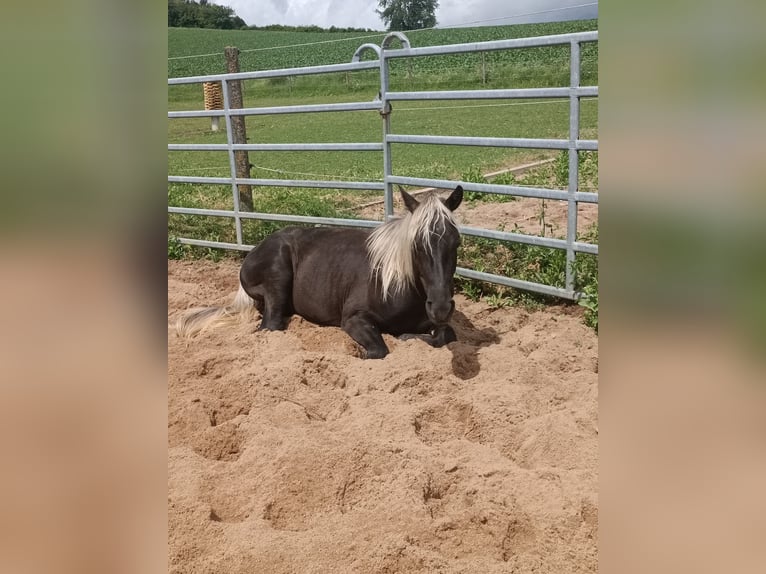 Rocky Mountain Horse Hengst 3 Jahre 140 cm in Erlabrunn