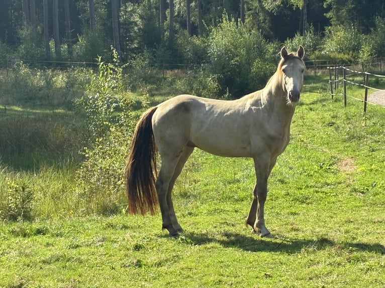 Rocky Mountain Horse Hengst 4 Jaar 147 cm Champagne in Borås