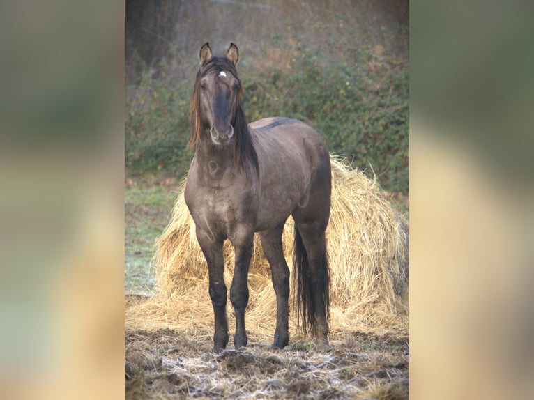 Rocky Mountain Horse Hengst 4 Jaar 160 cm Grullo in Bad Hersfeld