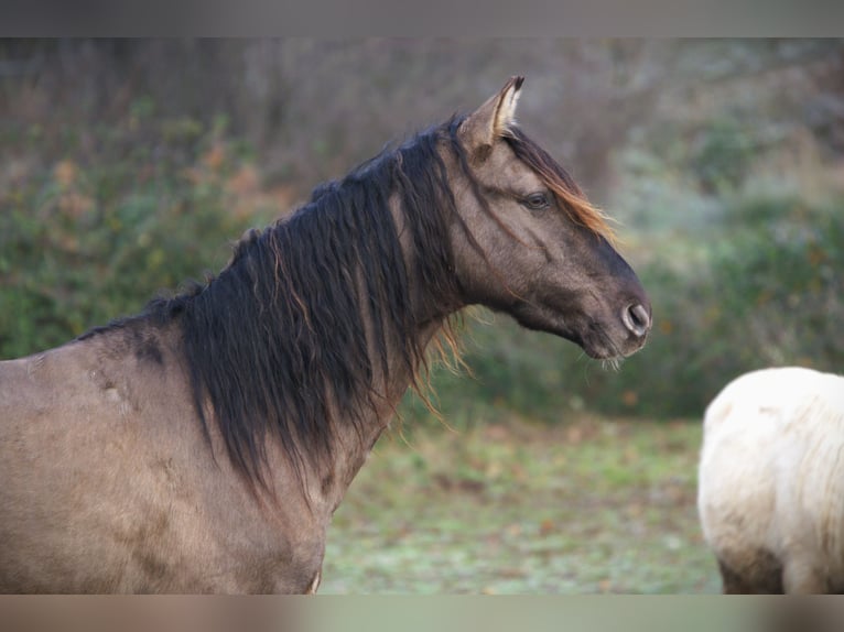 Rocky Mountain Horse Hengst 4 Jaar 160 cm Grullo in Bad Hersfeld