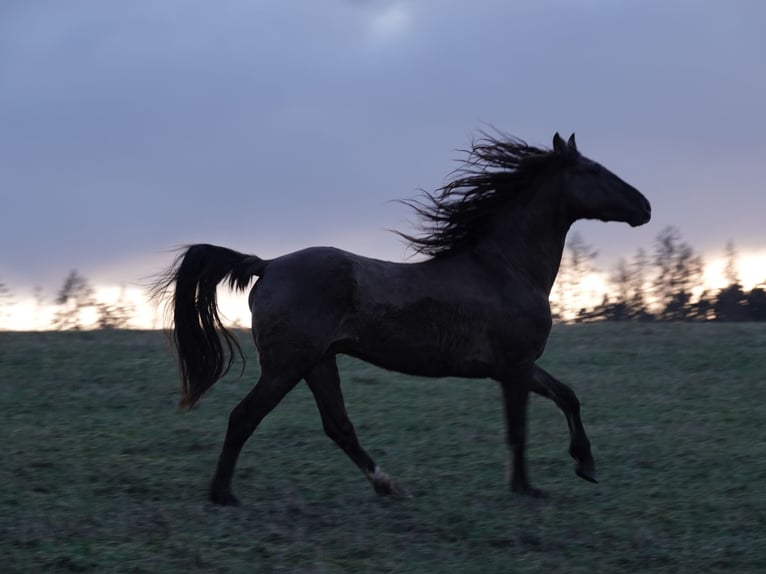 Rocky Mountain Horse Hengst 4 Jahre 160 cm Grullo in Bad Hersfeld