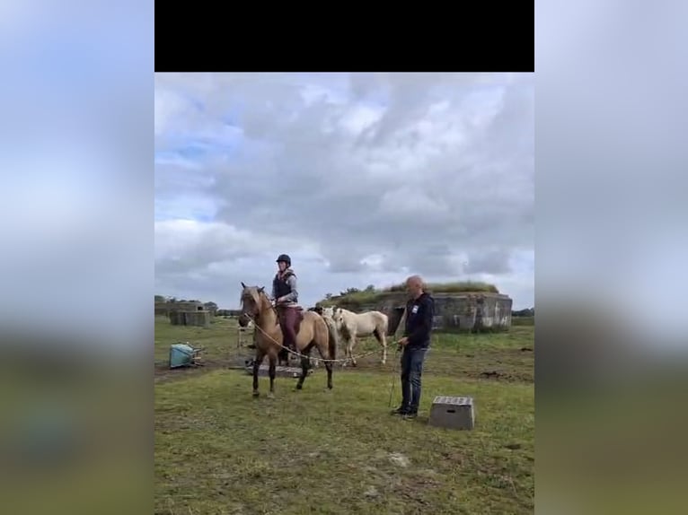 Rocky Mountain Horse Hengst 6 Jaar 156 cm in Alkmaar