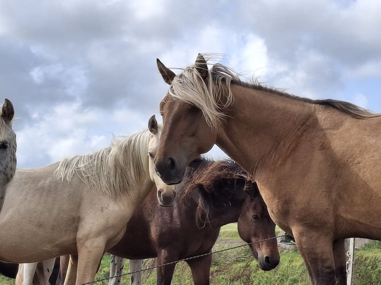 Rocky Mountain Horse Hengst 6 Jaar 156 cm in Alkmaar