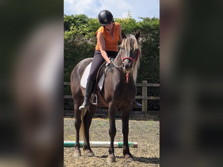 Rocky Mountain Horse Hengst 6 Jahre 152 cm Rappe in Boston