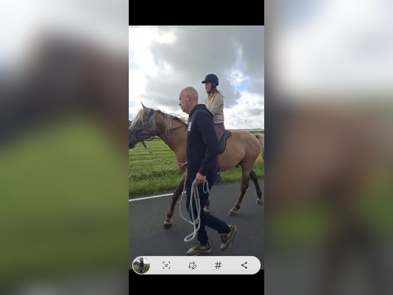 Rocky Mountain Horse Hengst 6 Jahre 156 cm in Alkmaar