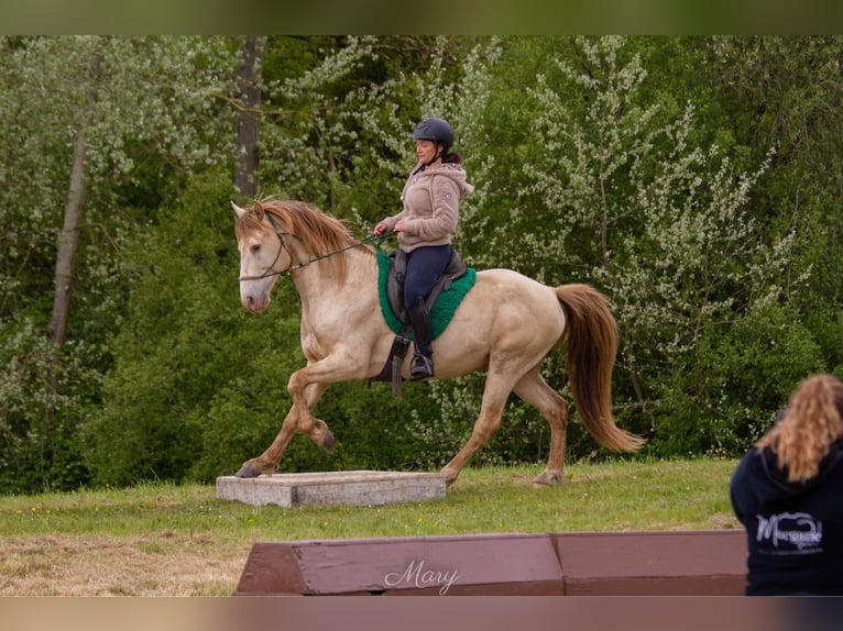 Rocky Mountain Horse Hengst Champagne in GOVEN