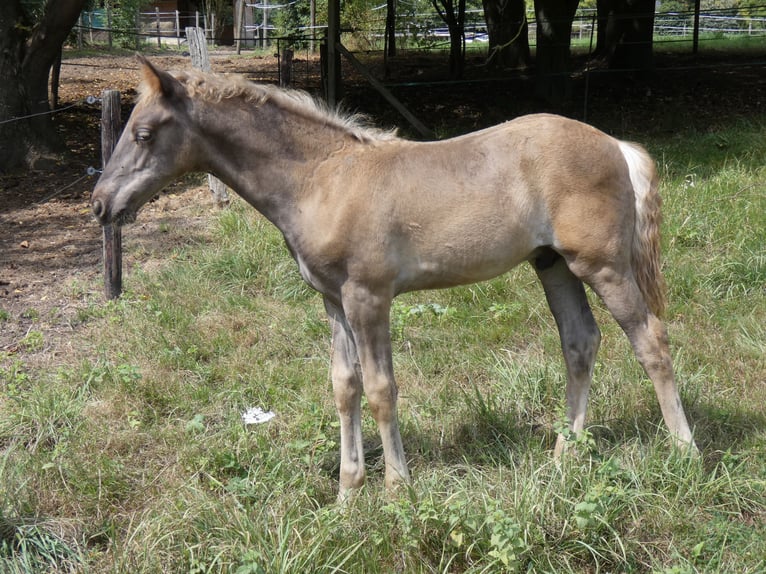 Rocky Mountain Horse Hengst Fohlen (06/2026) 149 cm Rappe in Genappe