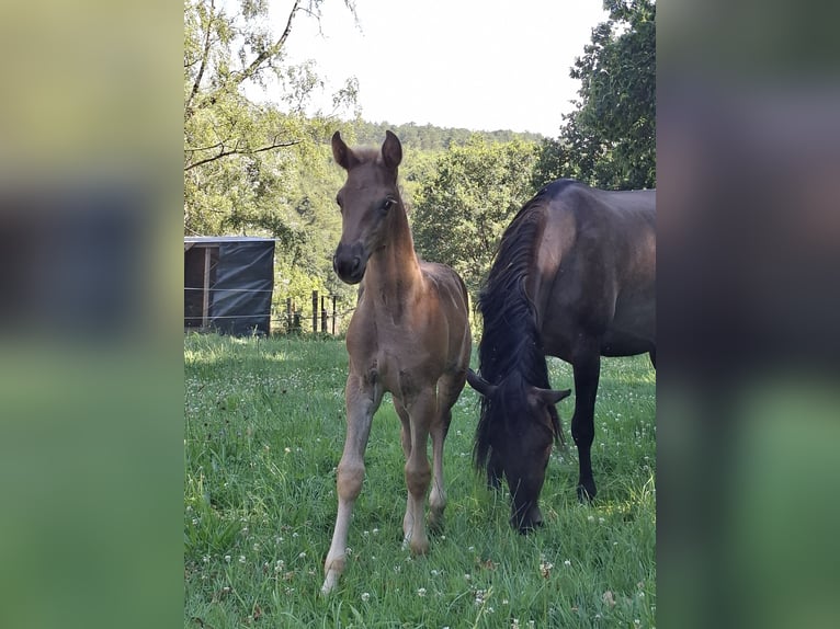 Rocky Mountain Horse Hengst Fohlen (06/2026) 149 cm Rappe in Genappe
