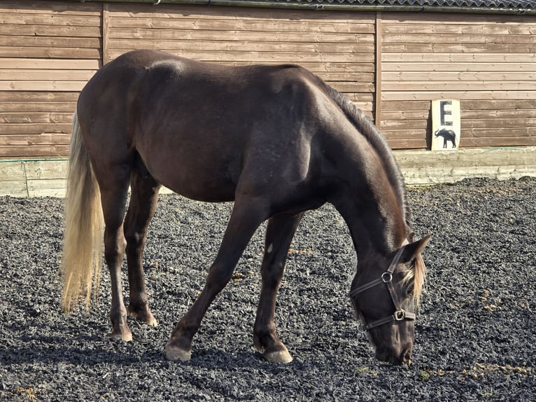 Rocky Mountain Horse Hengst Rappe in Boston