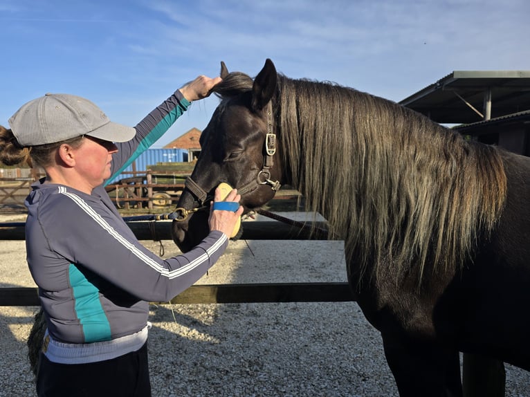 Rocky Mountain Horse Hengst Rappe in Boston