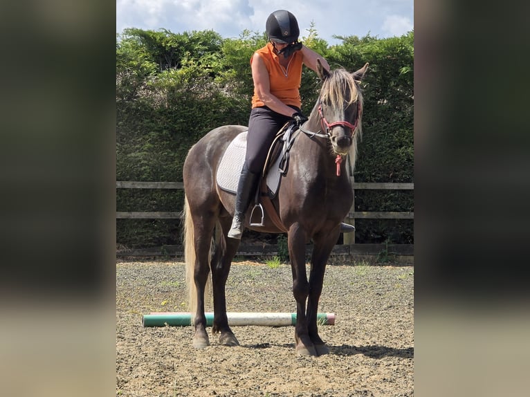 Rocky Mountain Horse Hengst Rappe in Boston