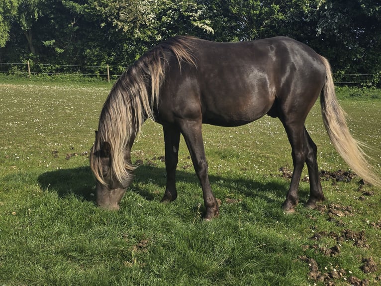 Rocky Mountain Horse Hengst Rappe in Boston