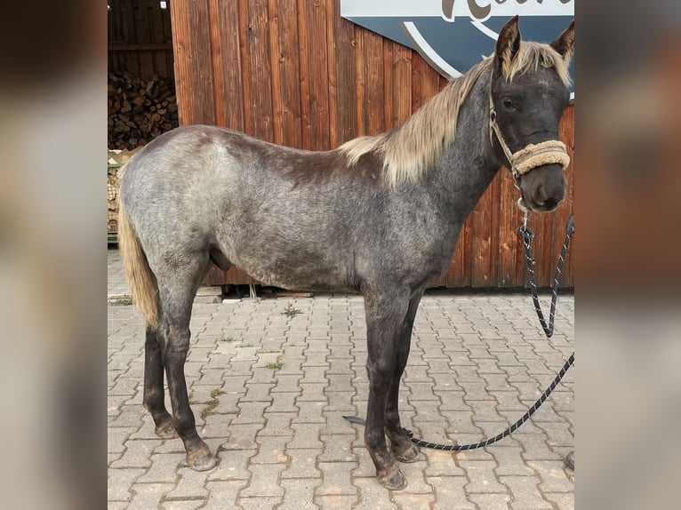 Rocky Mountain Horse Hengst Veulen (04/2025) 154 cm Roan-Bay in Petersberg