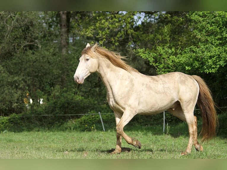 Rocky Mountain Horse Hengst in GOVEN