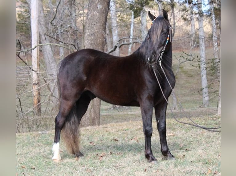 Rocky Mountain horse Hongre 10 Ans 142 cm Bai in Mount Vernon