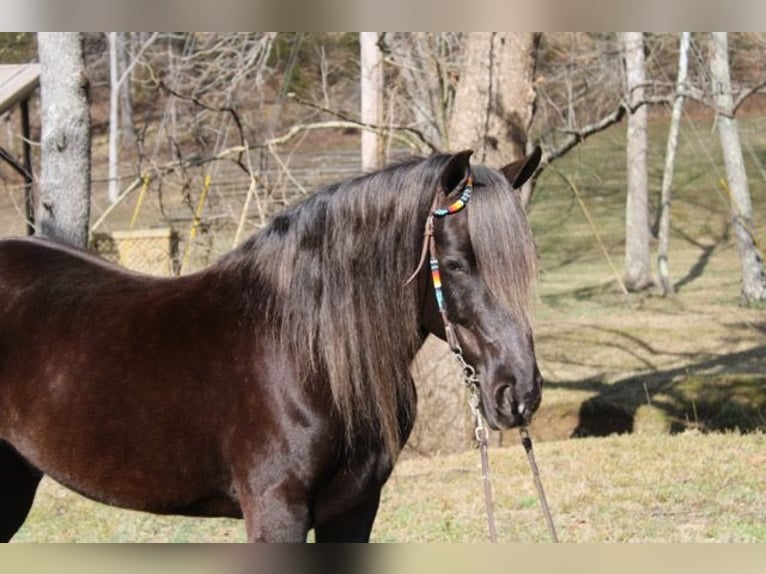 Rocky Mountain horse Hongre 10 Ans 142 cm Bai in Mount Vernon