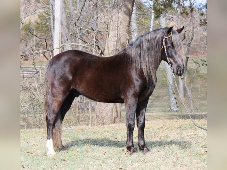 Rocky Mountain horse Hongre 10 Ans 142 cm Bai in Mount Vernon