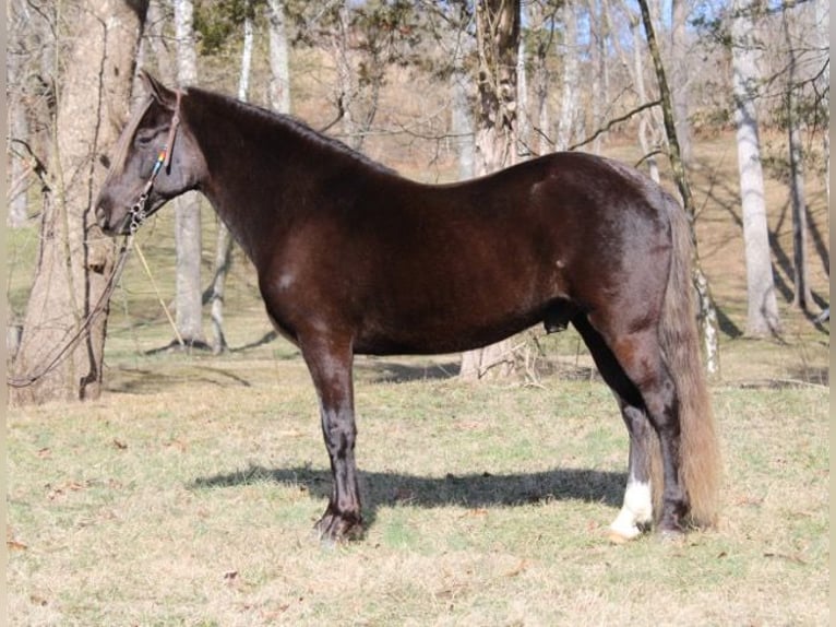 Rocky Mountain horse Hongre 10 Ans 142 cm Bai in Mount Vernon