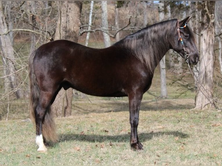 Rocky Mountain horse Hongre 10 Ans 142 cm Bai in Mount Vernon