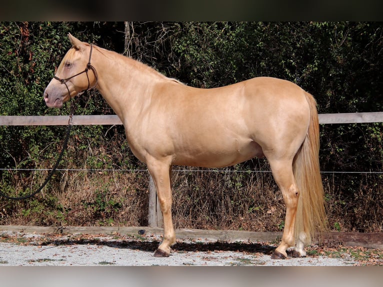 Rocky Mountain horse Hongre 10 Ans 155 cm Champagne in Montaigu-de-Quercy