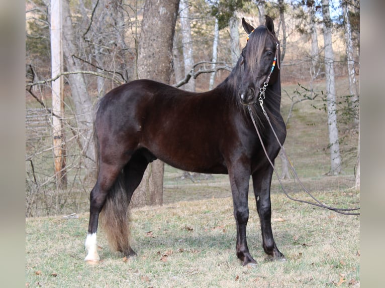 Rocky Mountain horse Hongre 10 Ans Bai in Kintnersville