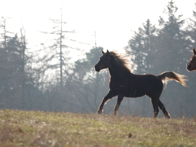 Rocky Mountain horse Hongre 11 Ans 154 cm Bai in Bad Hersfeld