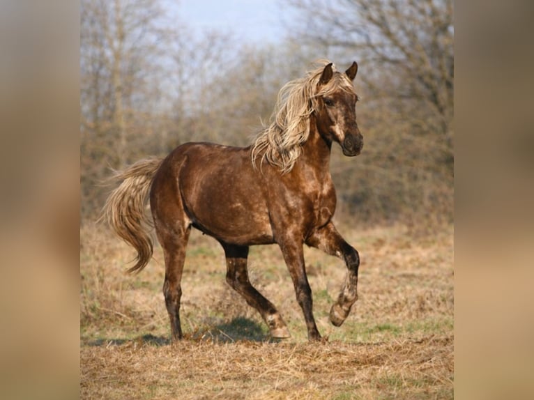 Rocky Mountain horse Hongre 11 Ans 154 cm Bai in Bad Hersfeld