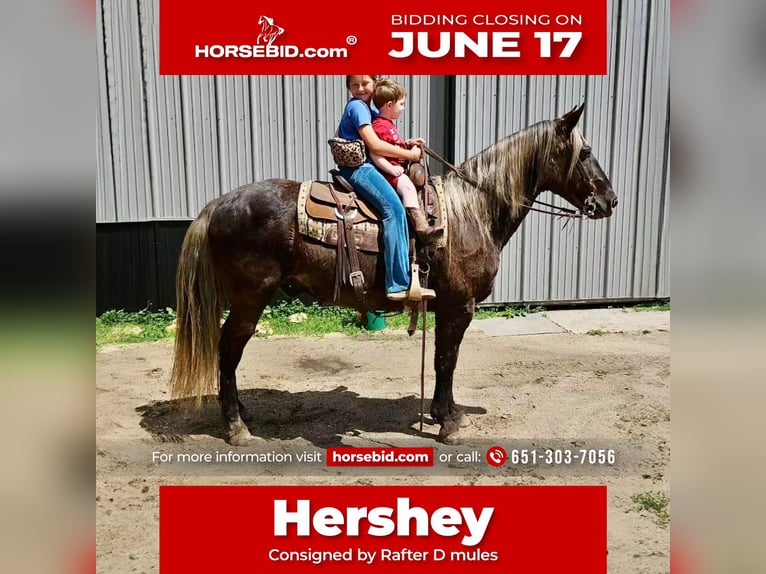 Rocky Mountain horse Hongre 14 Ans 147 cm in Cannon Falls