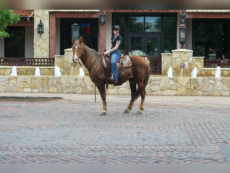 Rocky Mountain horse Hongre 14 Ans 150 cm Palomino in Poolville