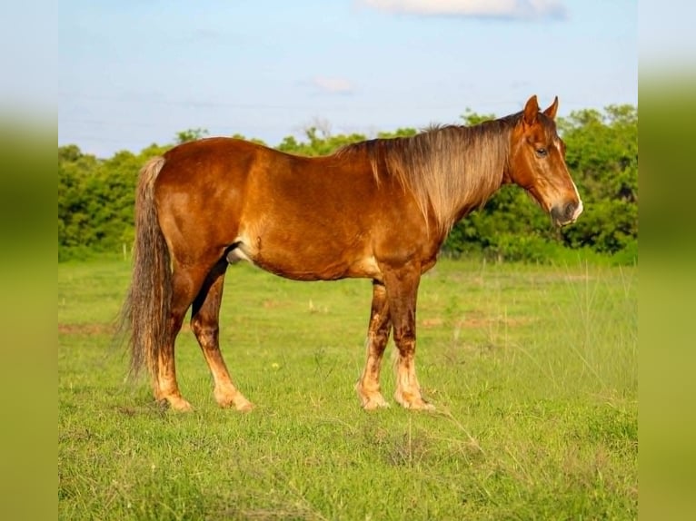 Rocky Mountain horse Hongre 14 Ans 152 cm Palomino in Poolville