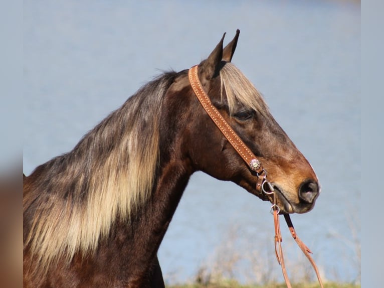 Rocky Mountain horse Hongre 15 Ans Alezan brûlé in Whitley City, KY