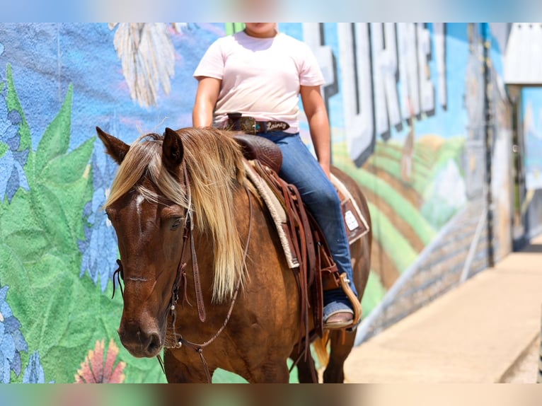 Rocky Mountain horse Hongre 15 Ans Bai in Terrell